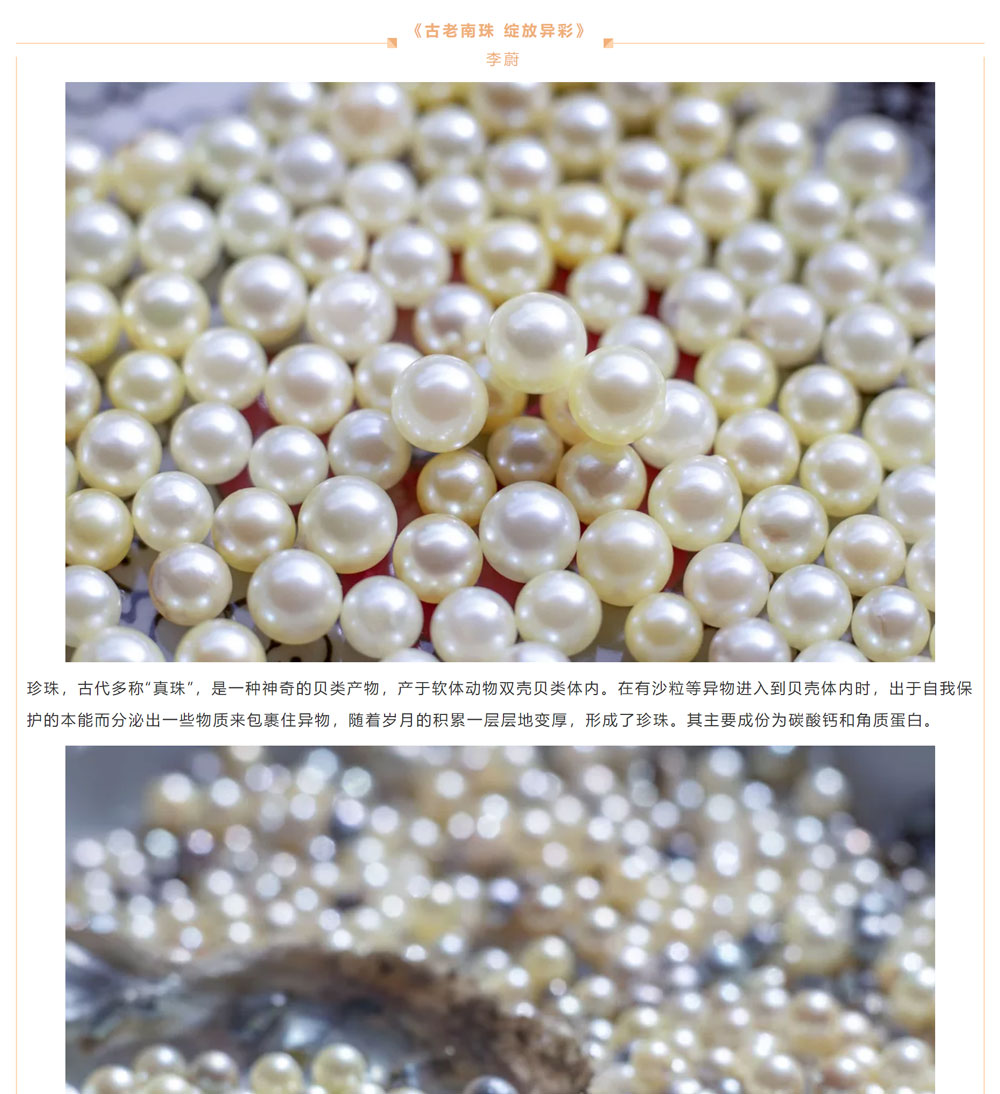 古老南珠，綻放異彩